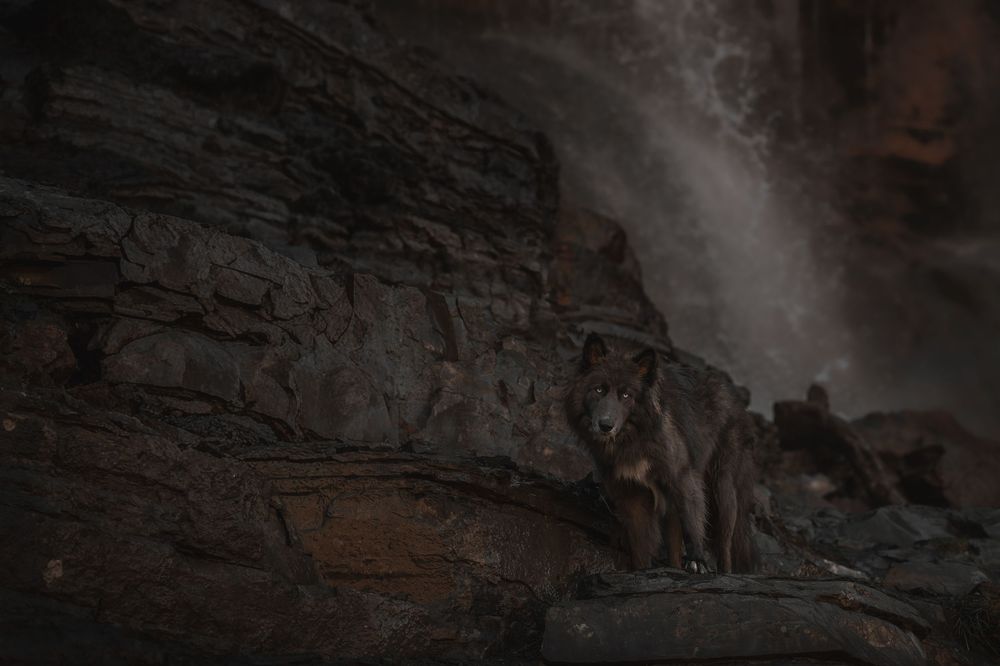 Wolf dog by moody waterfall in Utah