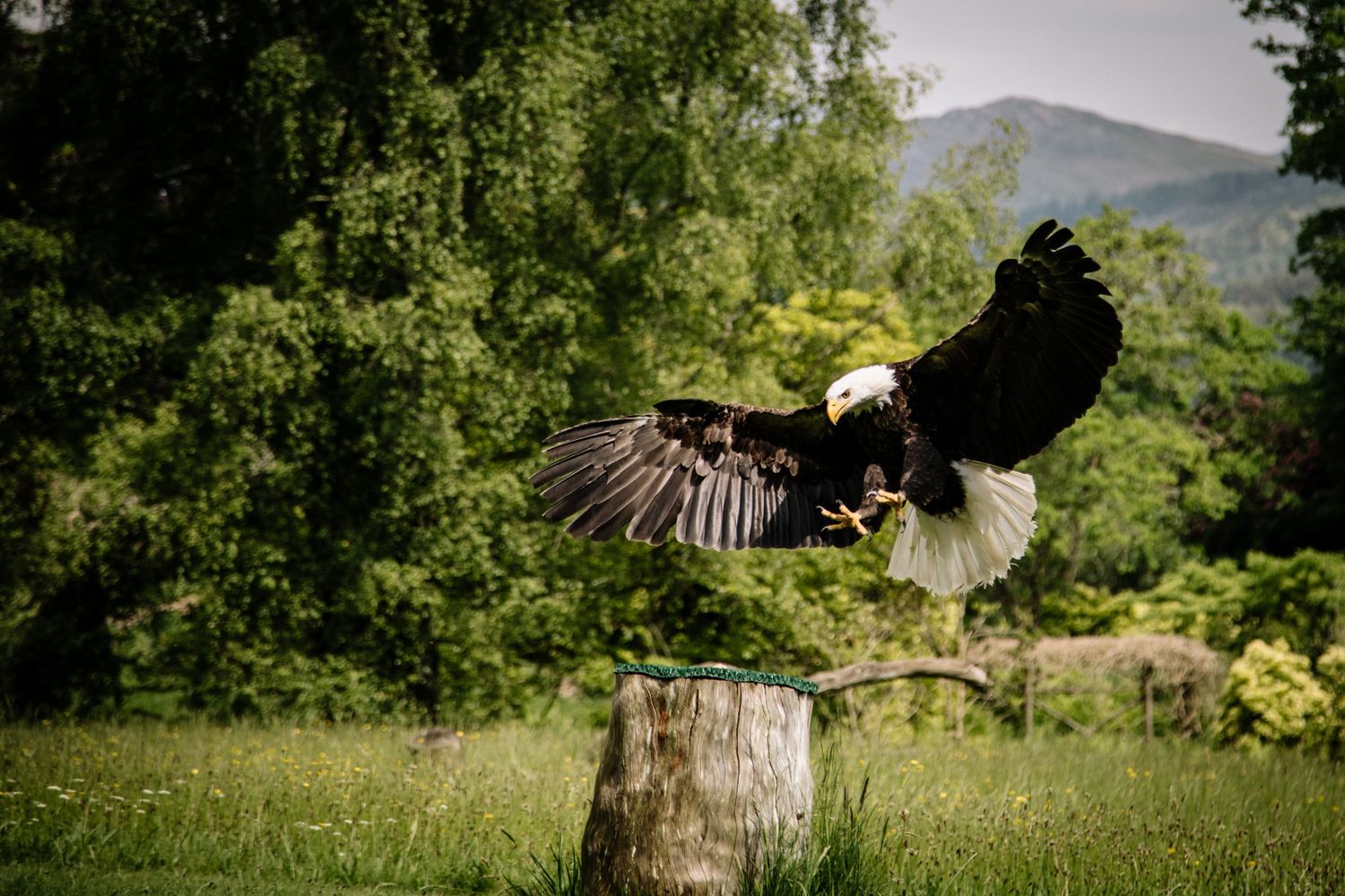 Majestic bald eagle landing on a tree stump with wings spread in a lush green landscape.