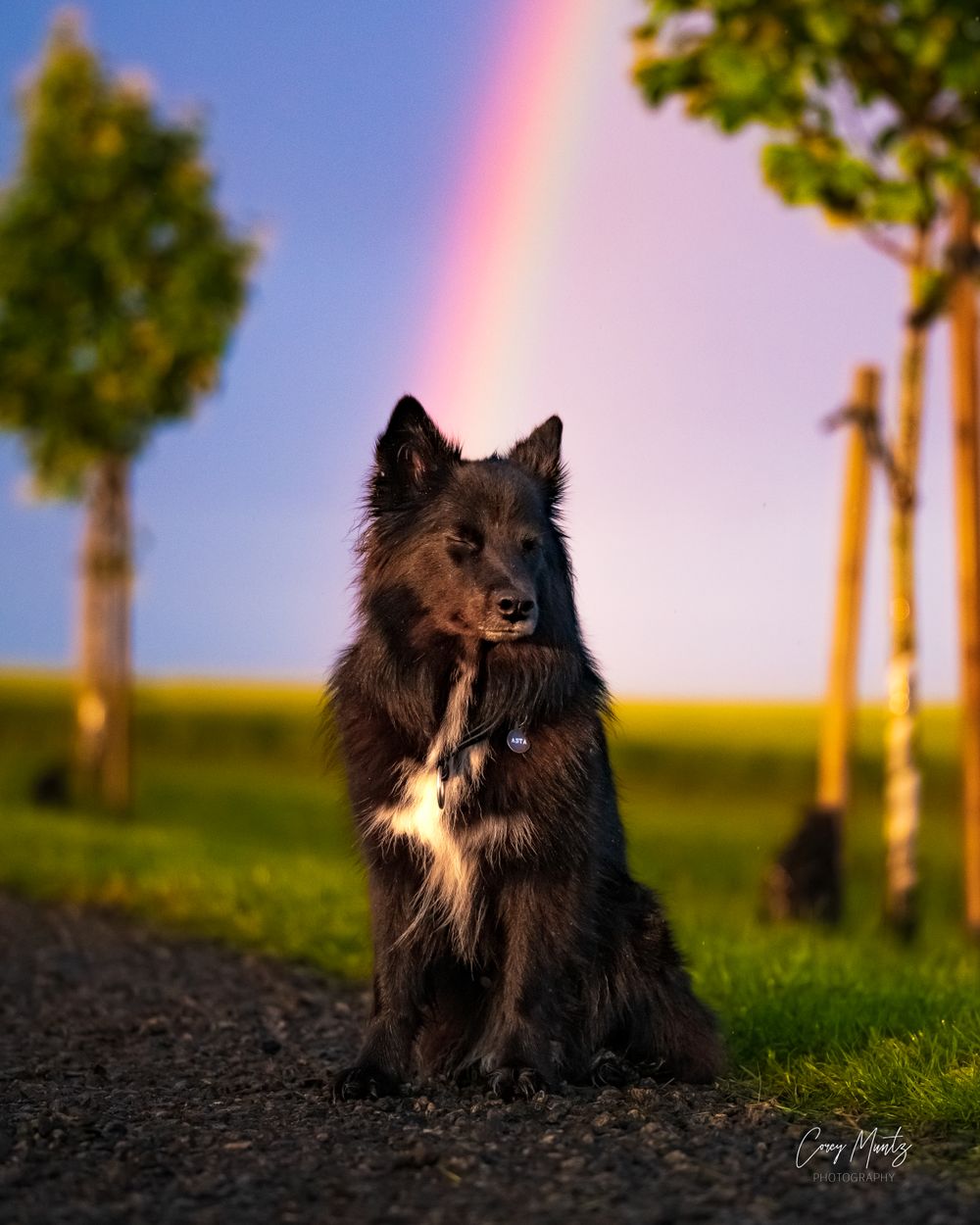 Rainbow dog