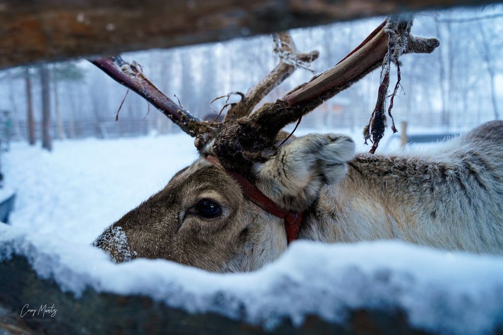 winter reindeer