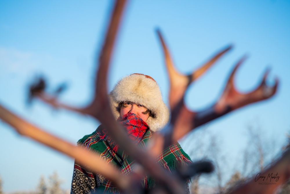 Winter reindeer