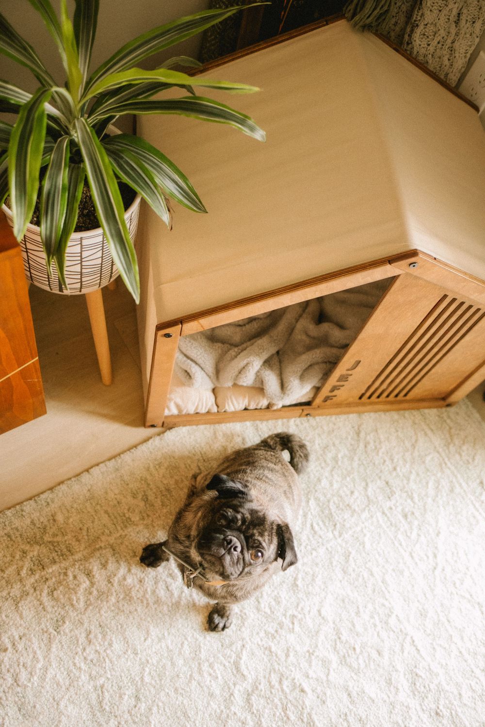 A black pug dog lying on a white fluffy carpet next to a wooden dog house with cozy blankets inside.