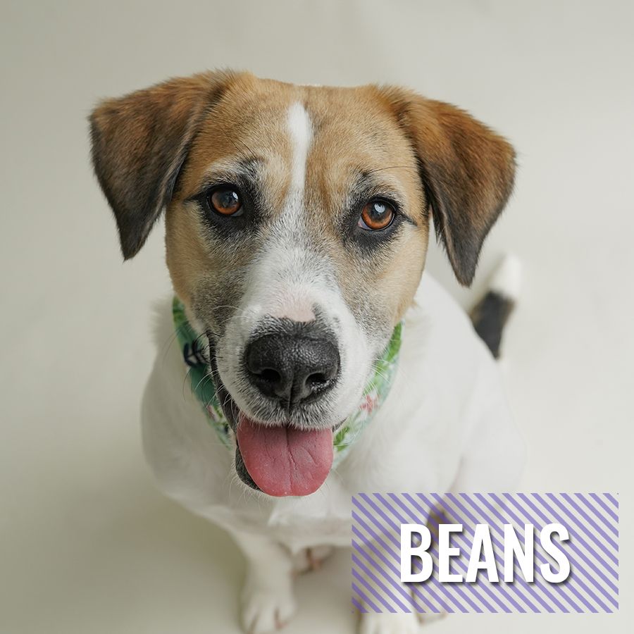 Beans