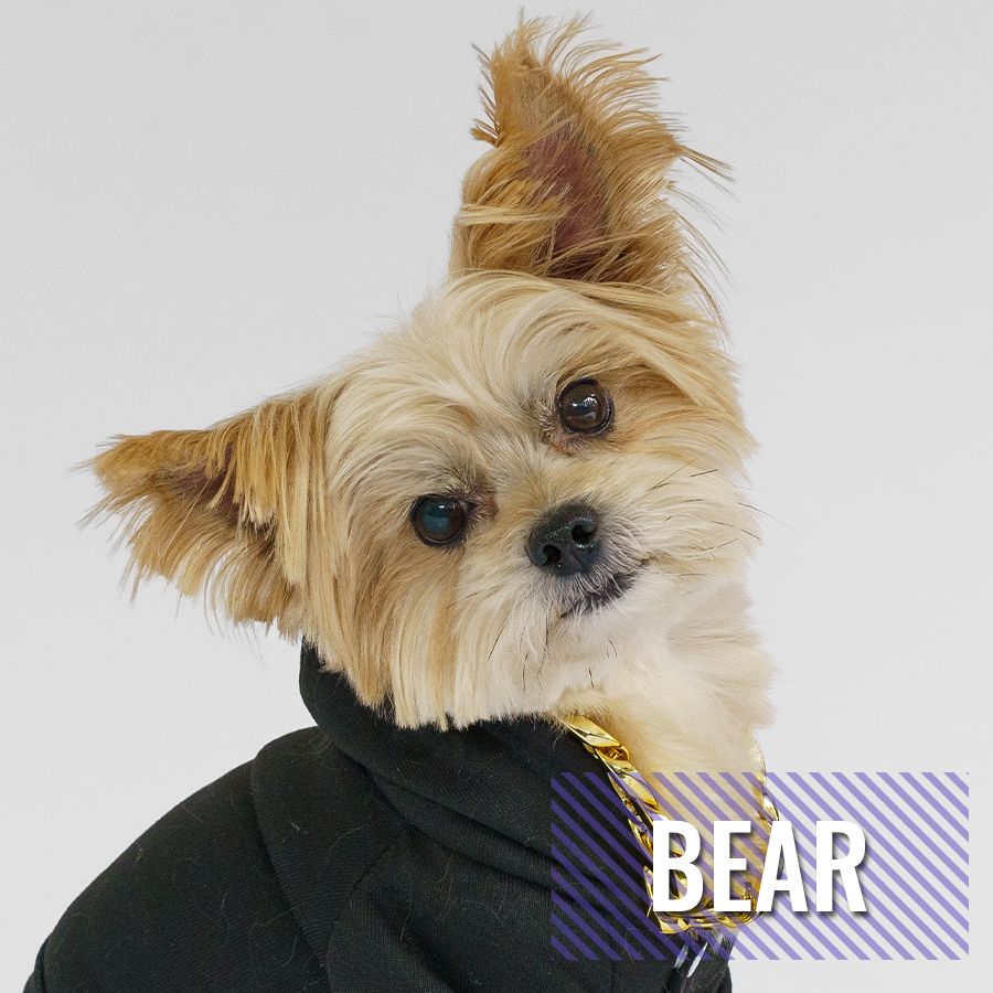Bear