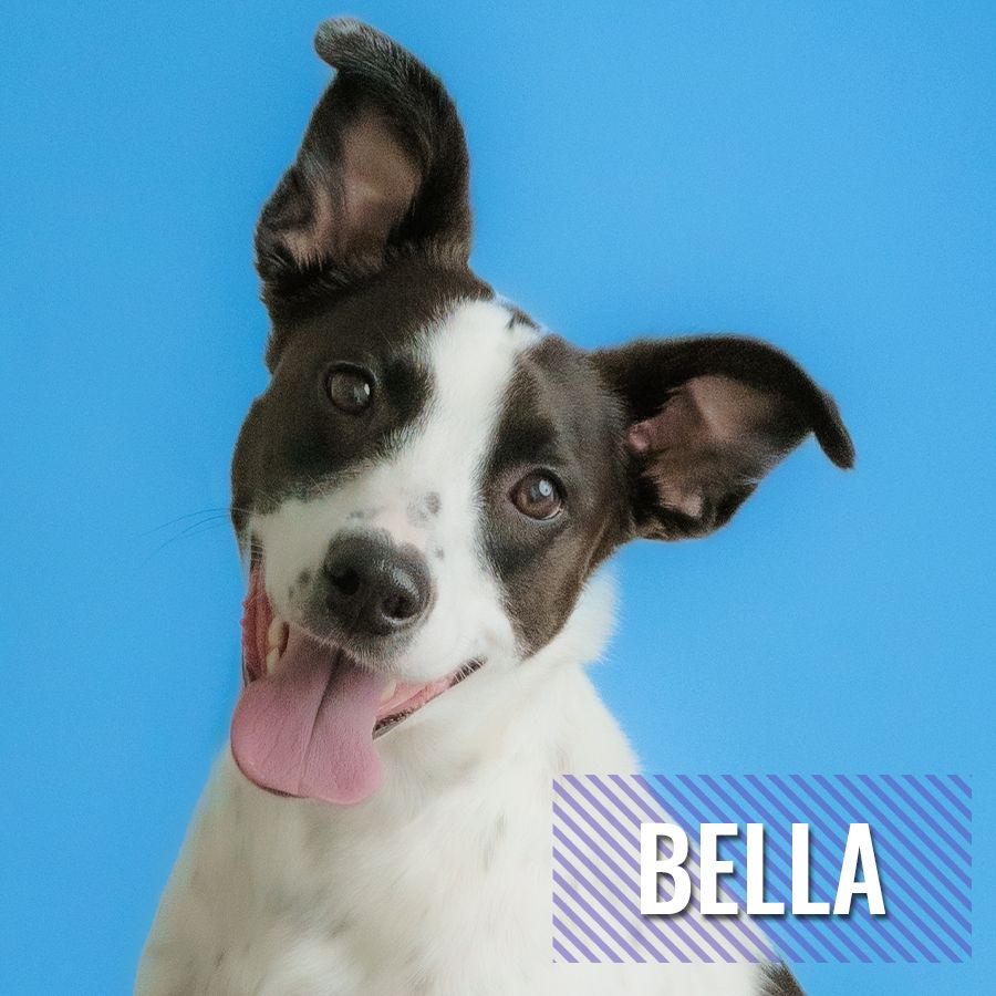 Bella
