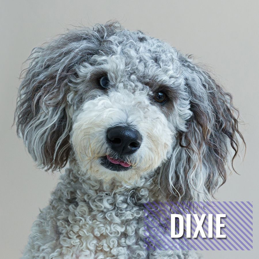 Dixie