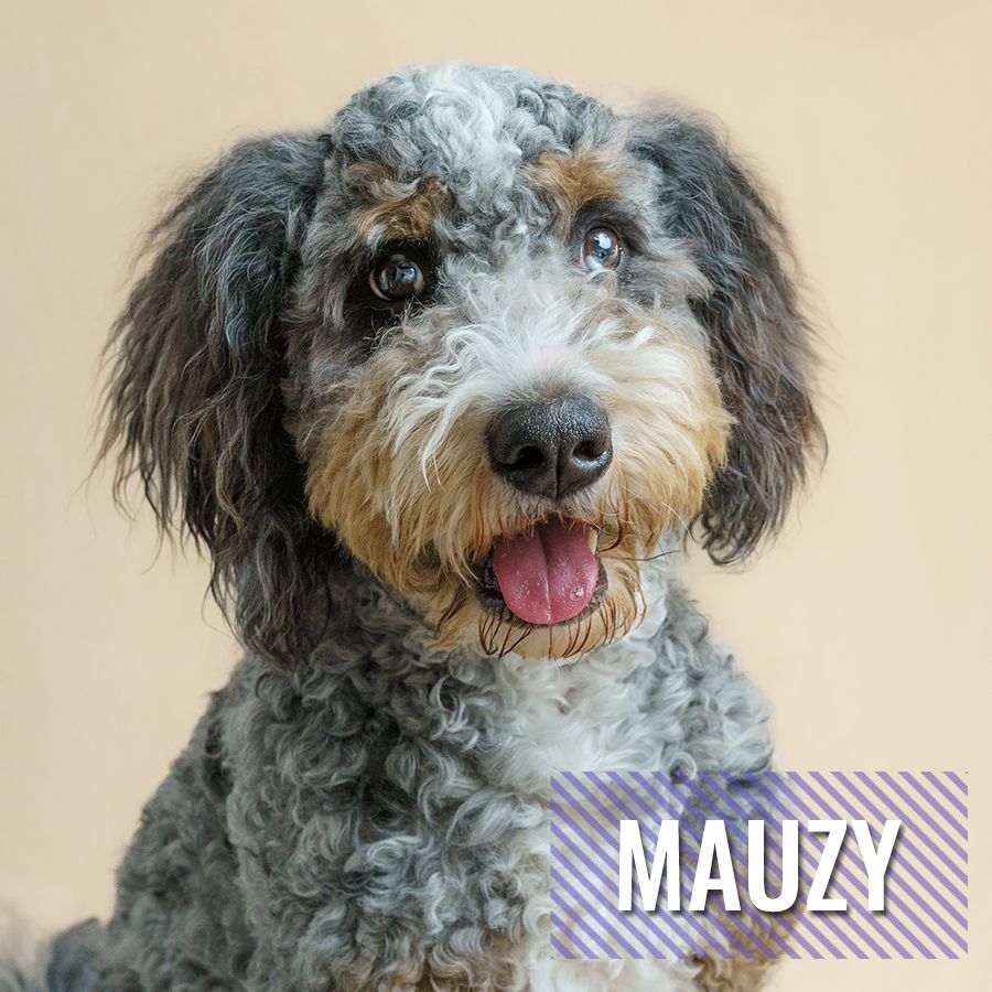 Mauzy