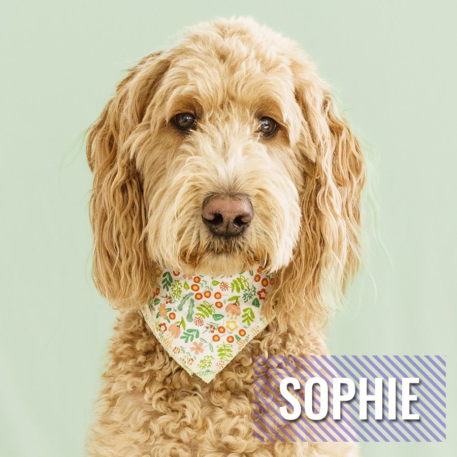Sophie