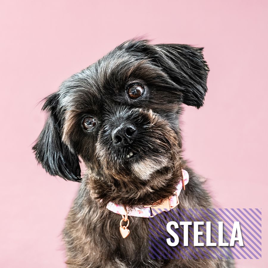 Stella