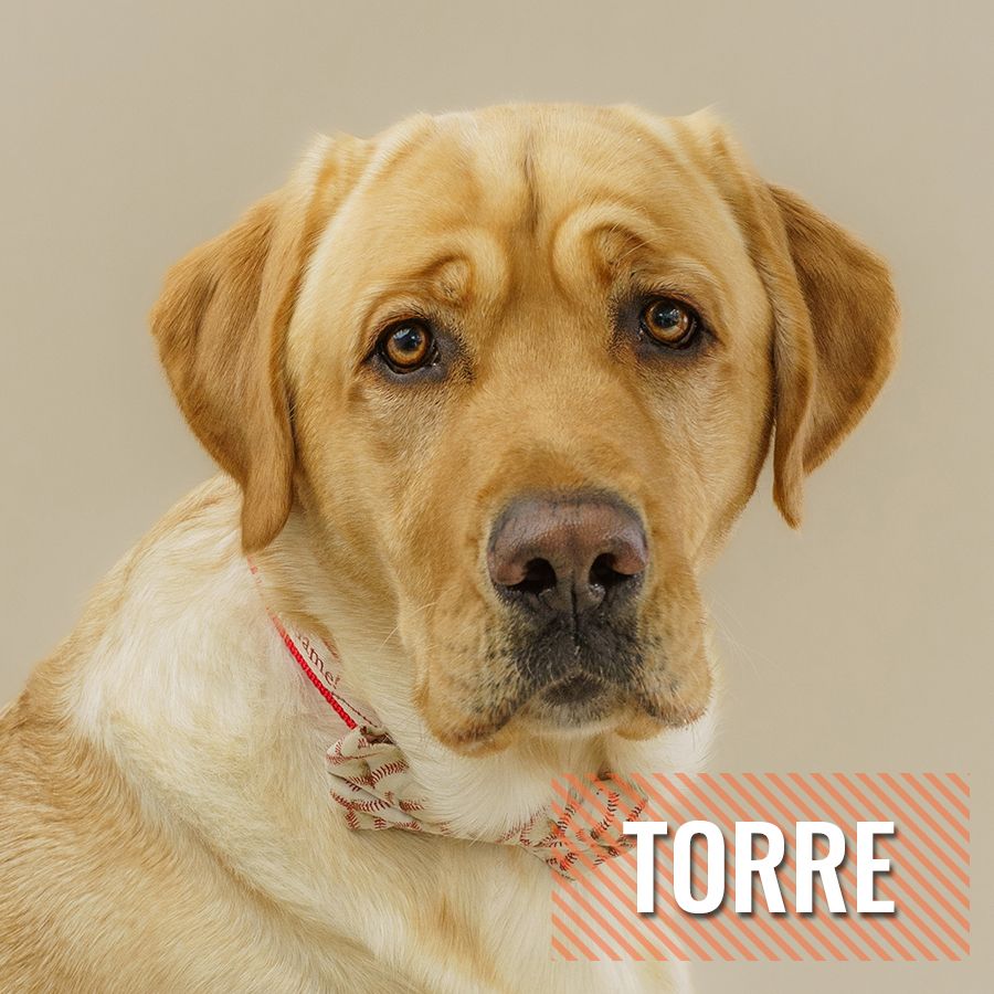 Torre