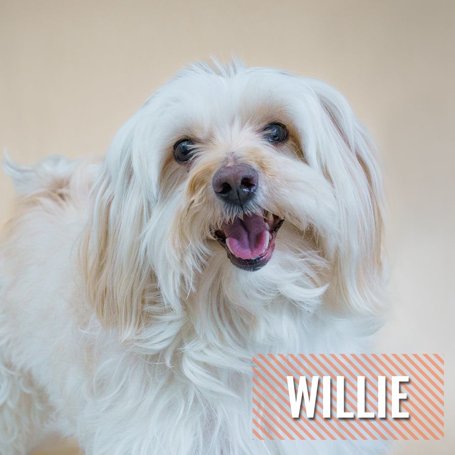 Willie