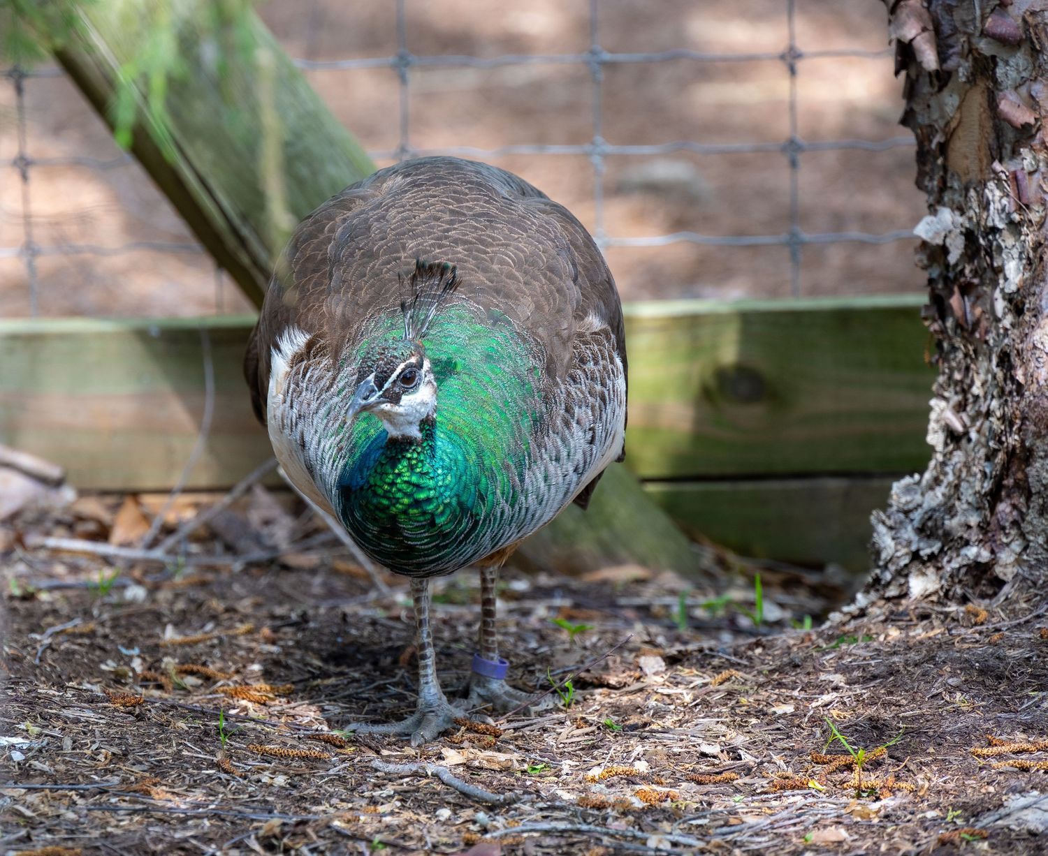 Peafowl with iridescent green plumage foraging on forest ground near a fence.