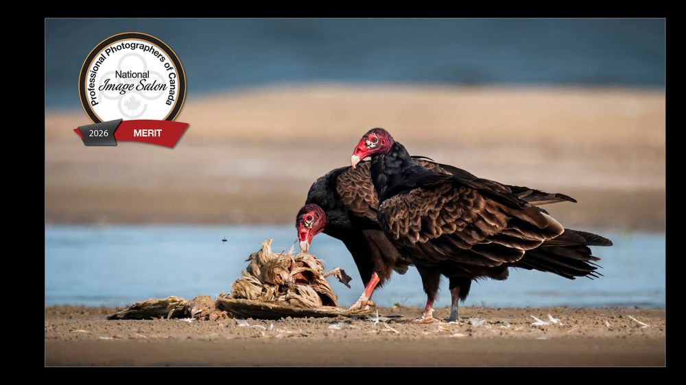 A series of six photographs showing turkey vultures feeding on a carcass on a sandy beach.