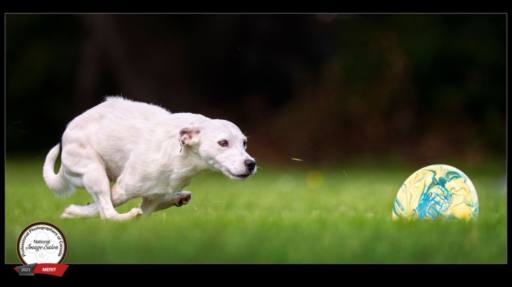 White Jack Russell terrier dog chasing colorful ball while running across green grass lawn in outdoor action shot.