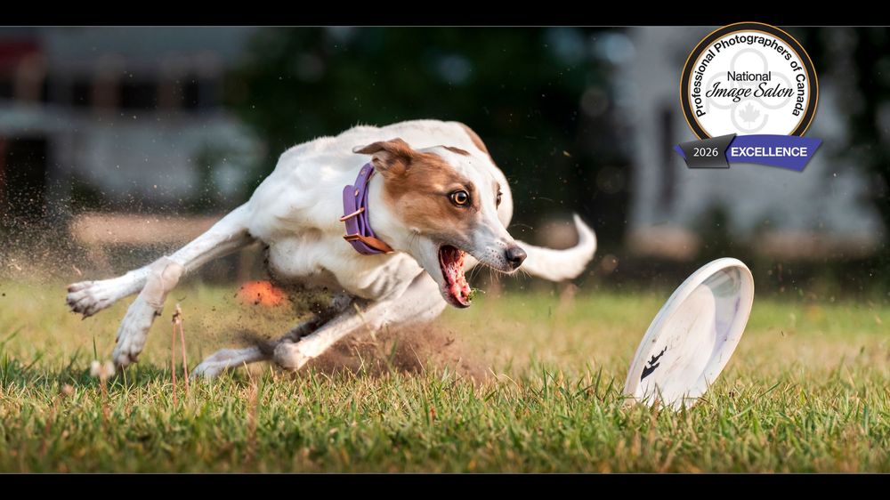 A Jack Russell Terrier dog leaps and jumps through the air to catch a flying disc during an outdoor game.