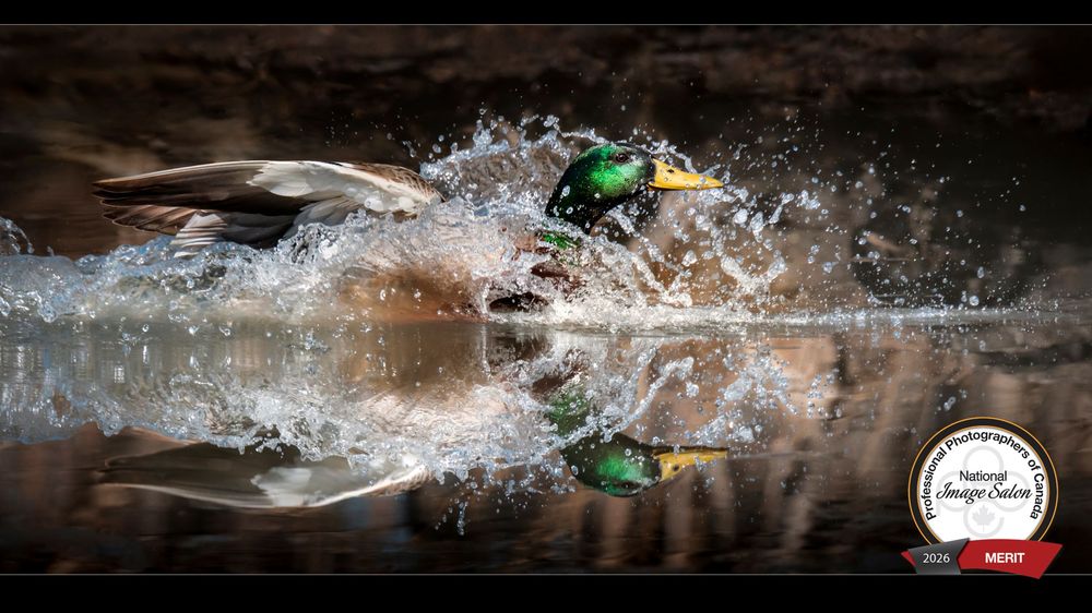 A sequence of water splash photographs showing liquid droplets colliding and forming crown-like patterns.