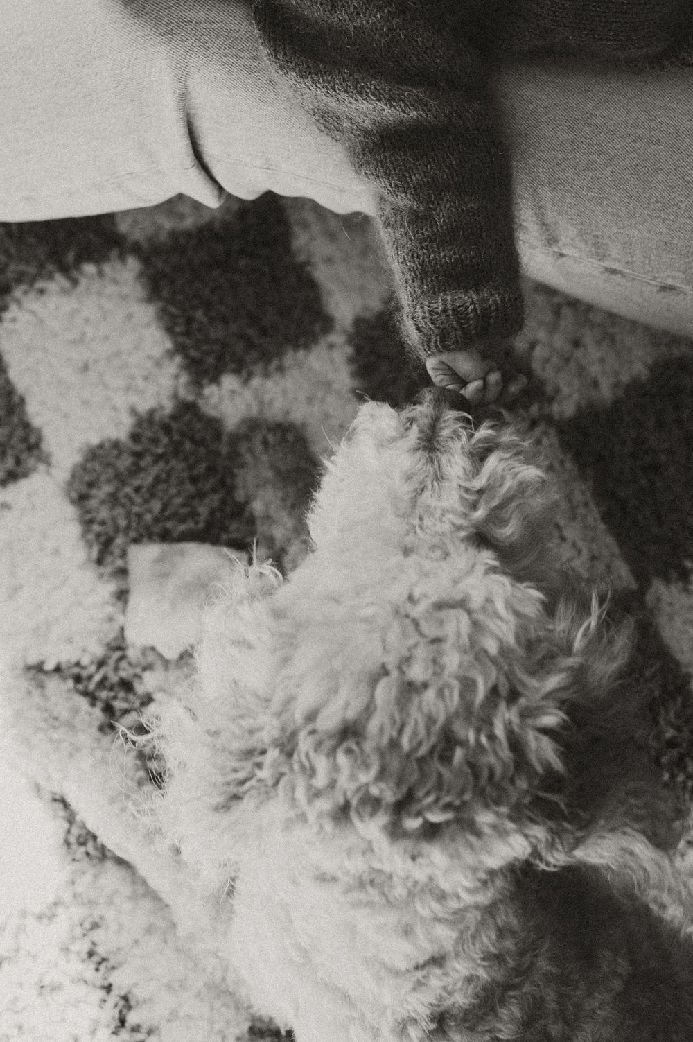 Black and white photo of a fluffy dog sniffing a person's hand on a checkered rug.