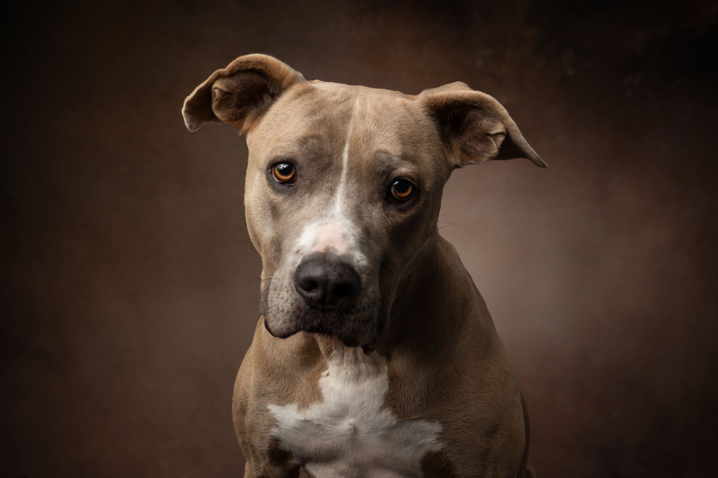 A brown and white pit bull dog poses for a professional studio portrait against a dark brown background.
