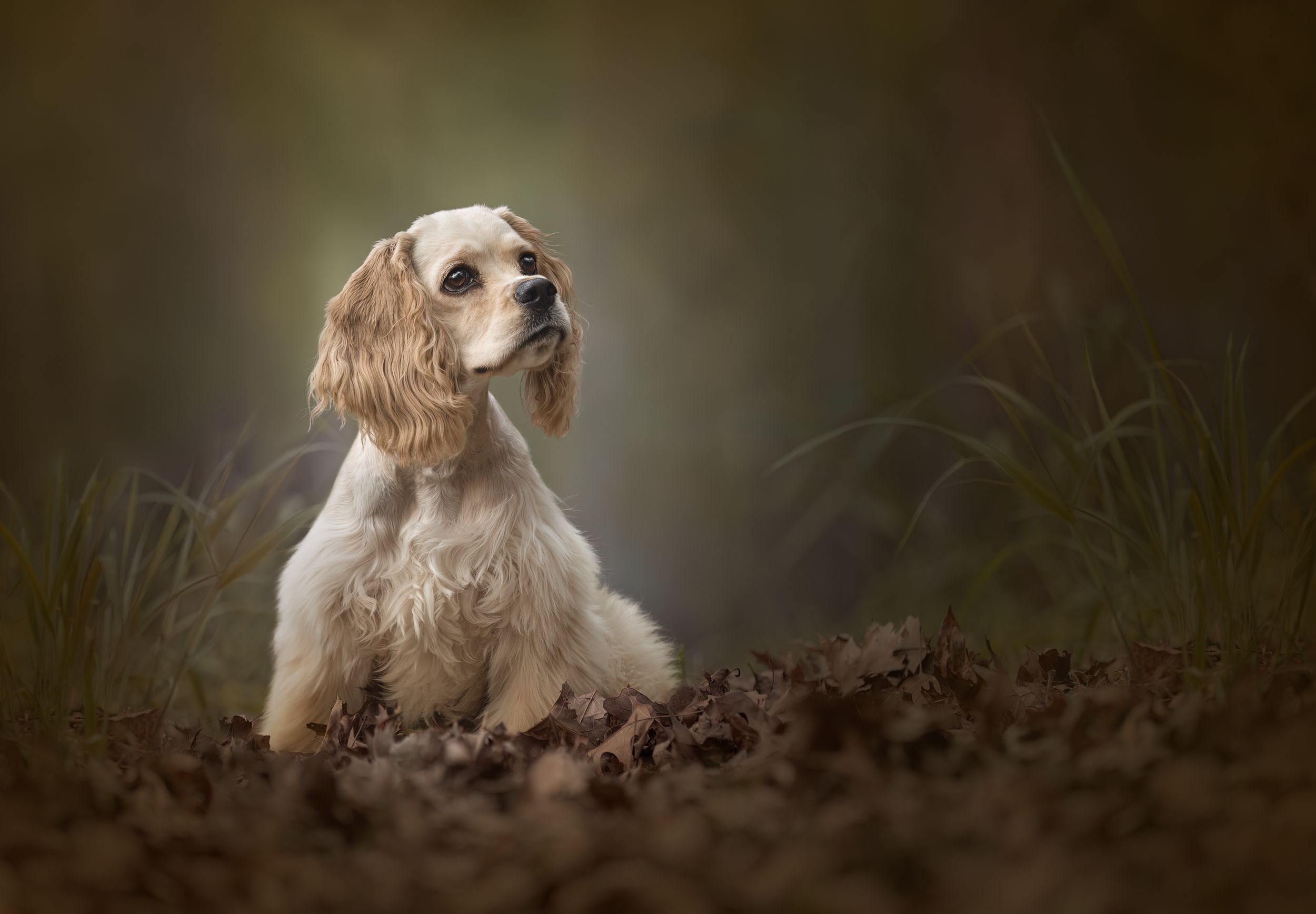 A Cocker Spaniel sits attentively in autumn leaves against a dark moody background.
