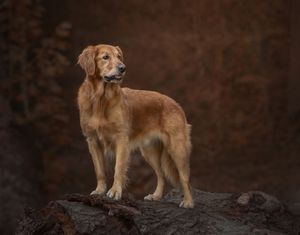 A golden retriever dog stands majestically on rocks against a dark moody background.