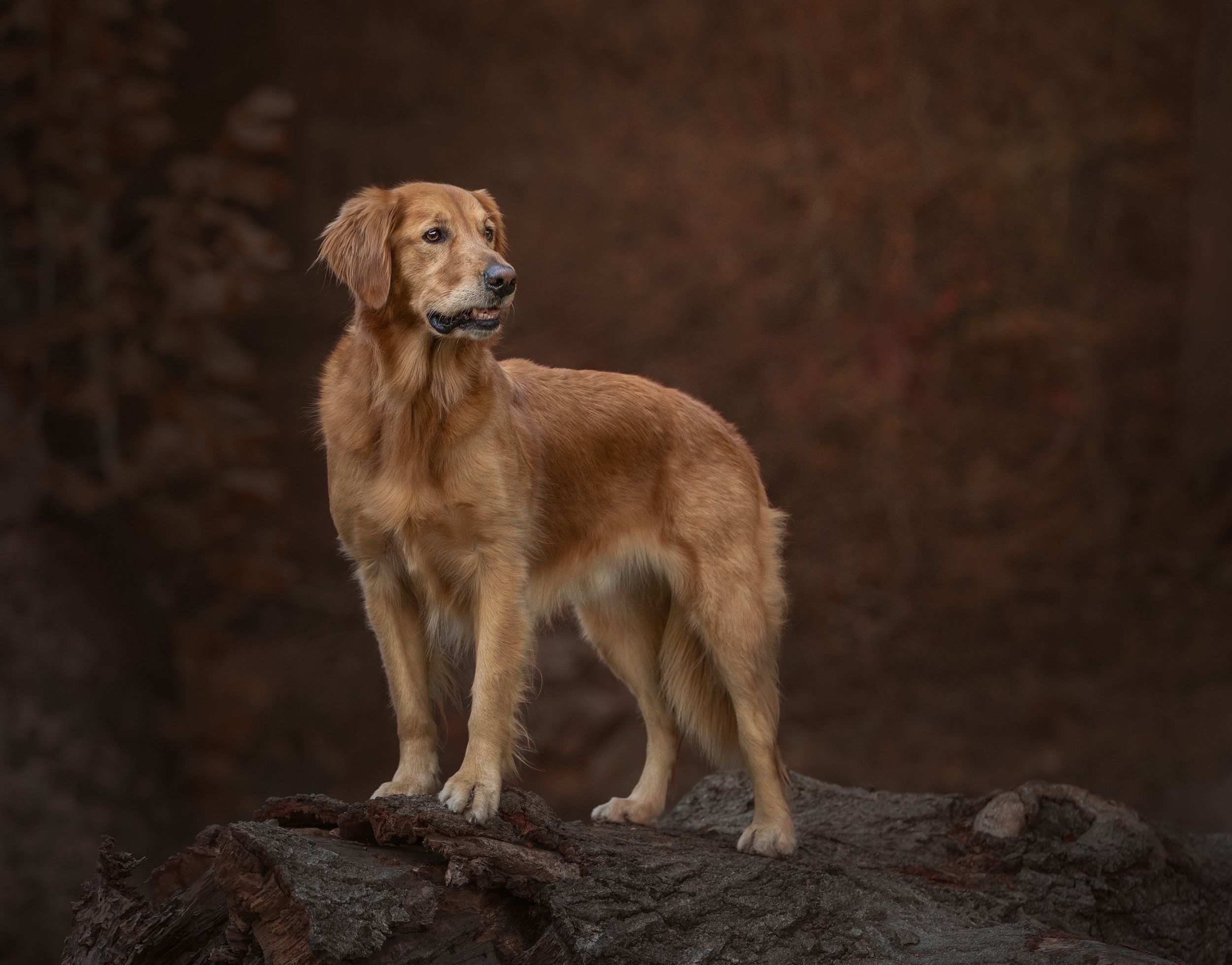 A golden retriever dog stands majestically on rocks against a dark moody background.