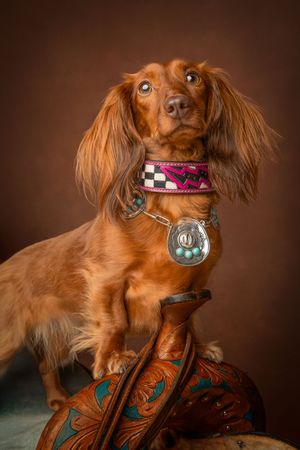 A regal red dachshund wearing a decorative collar poses on an ornate Western saddle against a brown background.