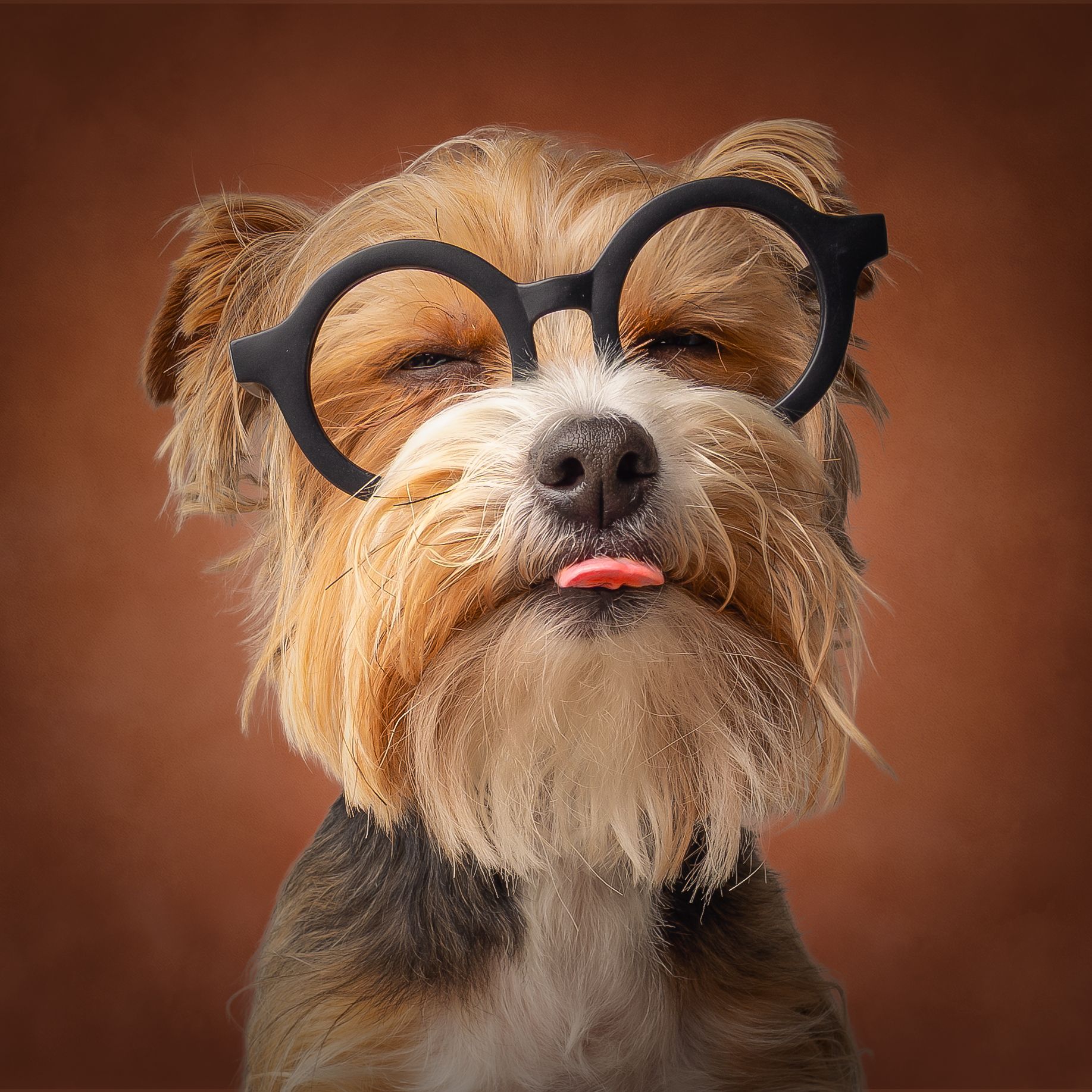 A cute Yorkshire Terrier wearing oversized black round glasses with eyes closed and tongue out on brown background.