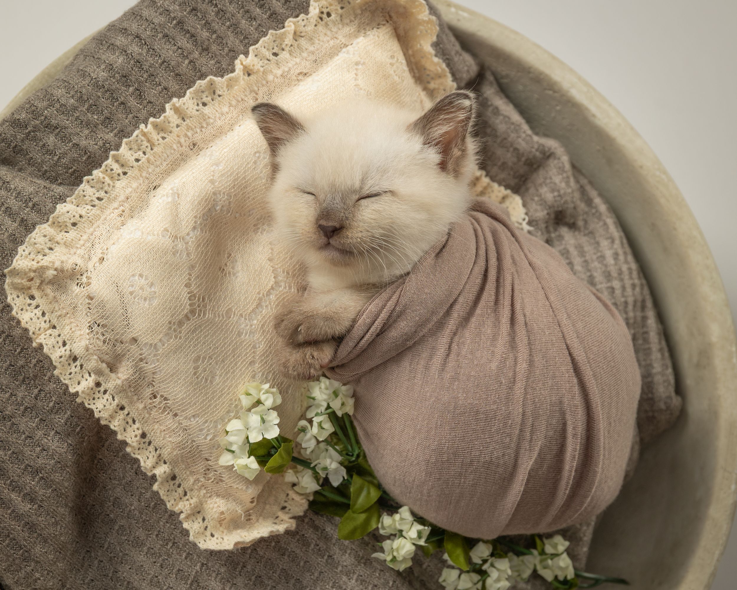 Adorable white kitten swaddled in soft mauve wrap, resting on lace pillow with delicate white flowers.