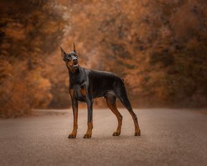 A Doberman Pinscher stands alert on a path surrounded by autumn trees with warm orange-brown foliage.