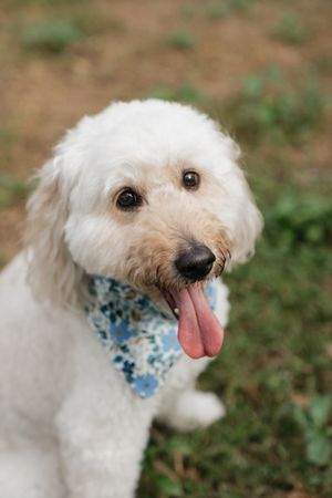 A happy white fluffy dog wearing a blue floral bandana smiles at the camera.