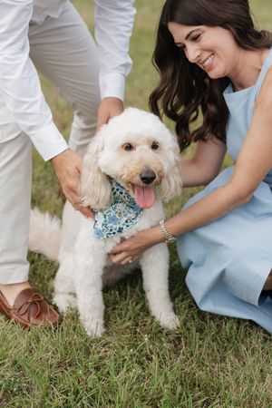 A small white fluffy dog wearing a blue bowtie is being petted while standing on grass.