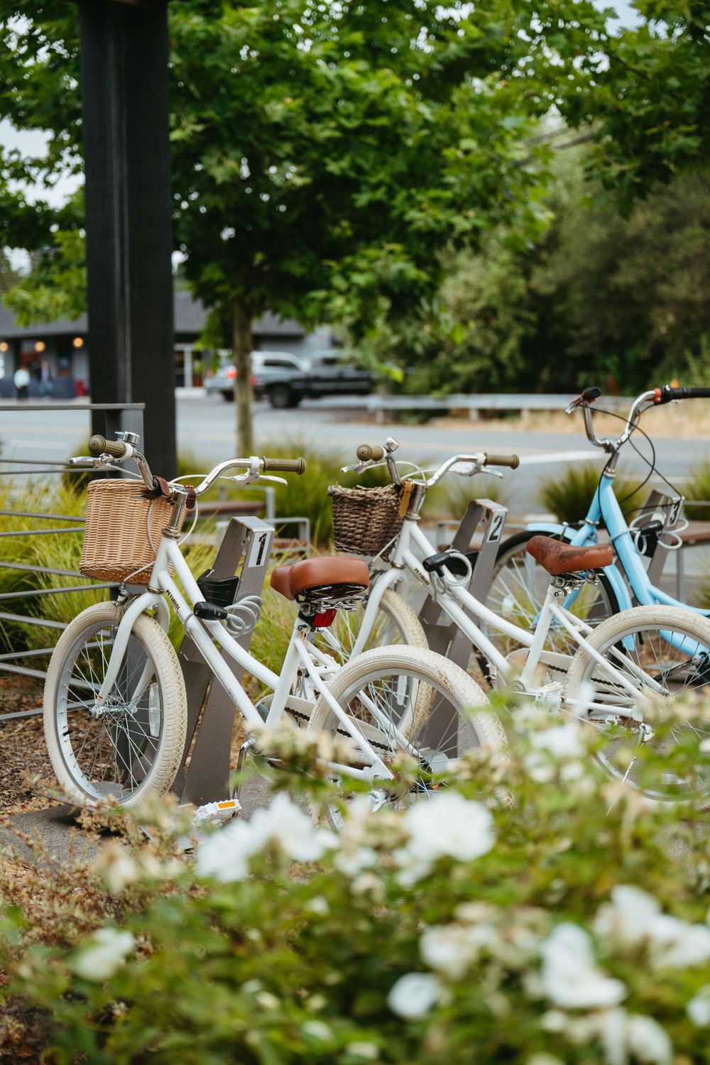 Vintage-style bicycles parked in a garden area with white flowers and green foliage in the background.