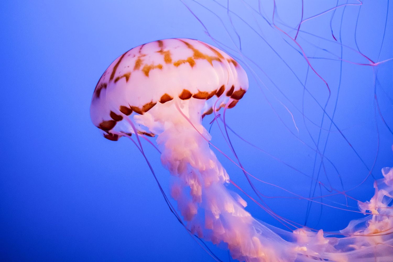 Pink spotted jellyfish with flowing tentacles against vibrant blue ocean background.