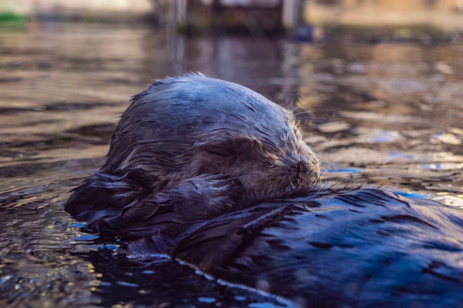 Sea otter floating on its back in rippling water.