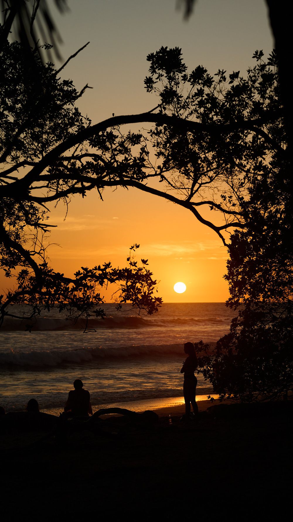 Silhouetted tree branches frame a vibrant orange sunset over the ocean horizon as waves crash against the shore.