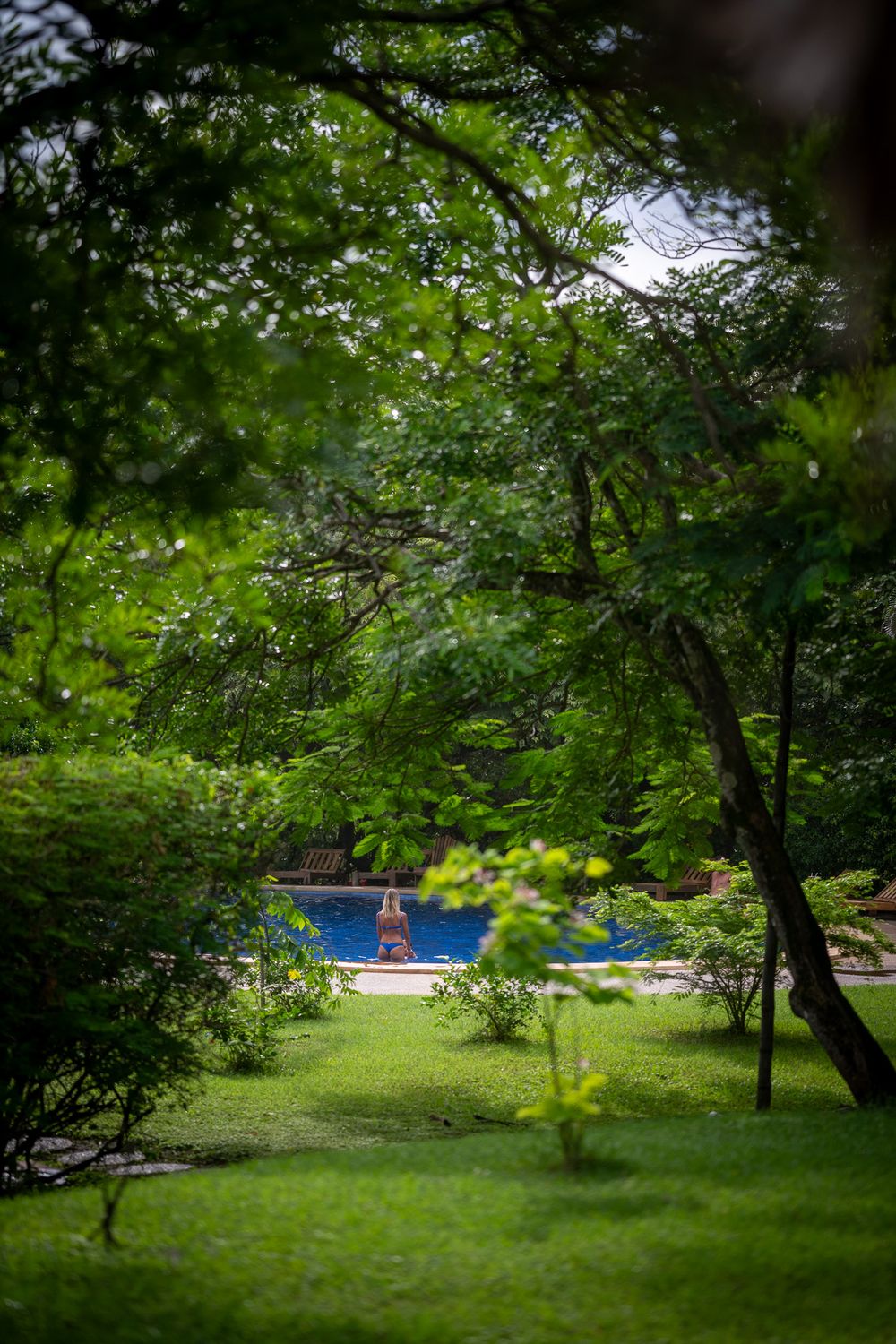 A glimpse of a swimming pool through lush green garden foliage on a tranquil summer day.