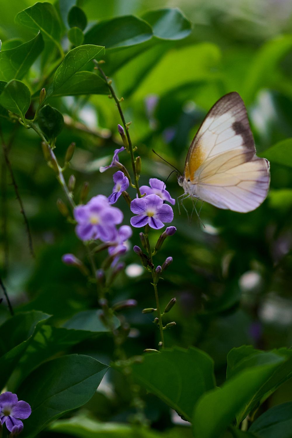 White butterfly flutters near delicate purple flowers among lush green foliage in a garden setting.