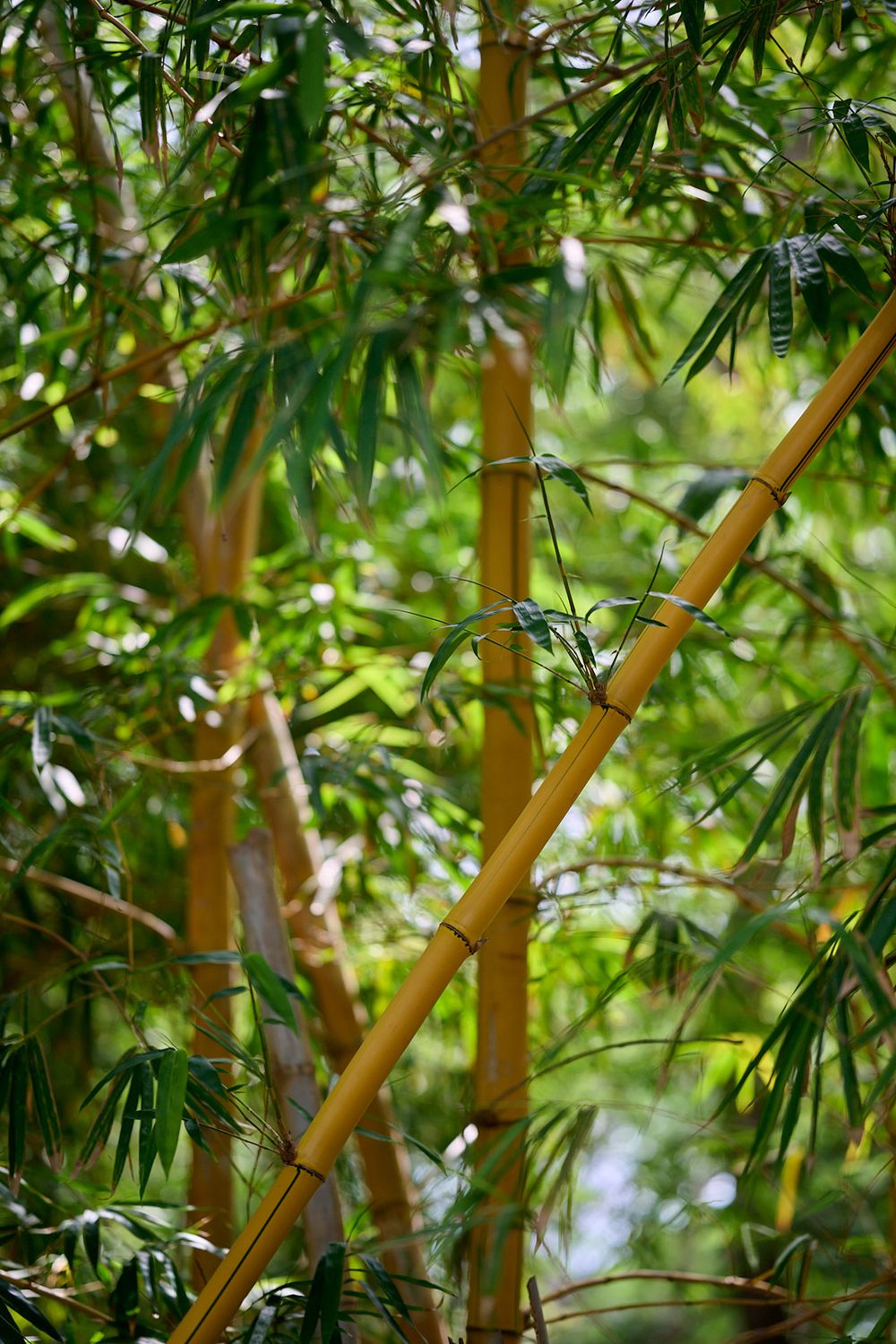 Golden bamboo stalks and green leaves create a lush natural backdrop in a bamboo forest setting.