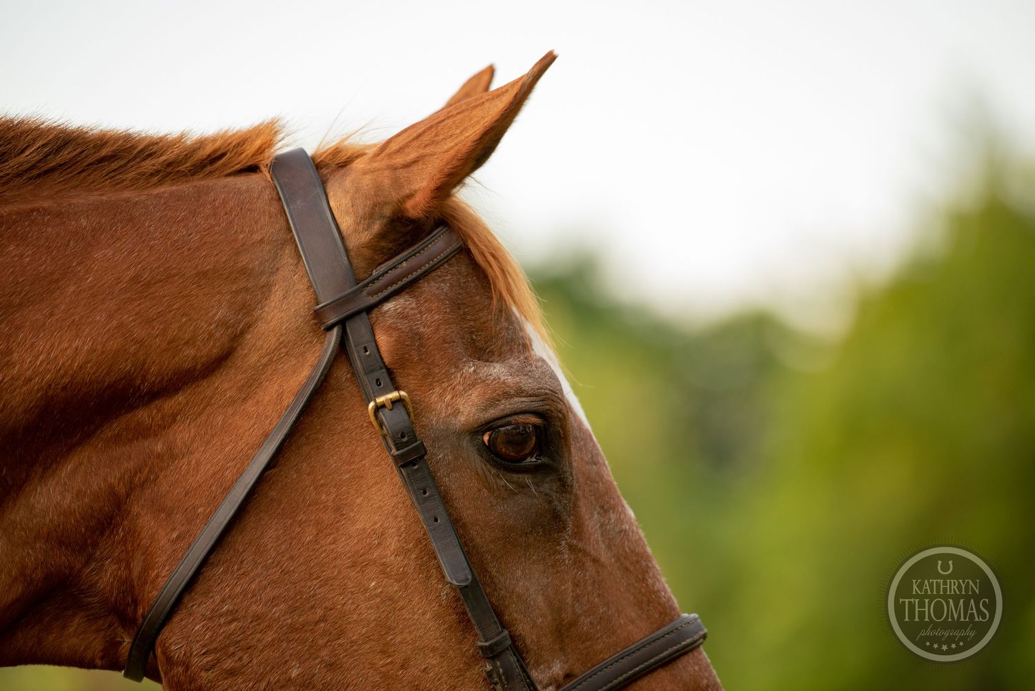 Detailed close-up of a chestnut horse's face and bridle against a blurred background.