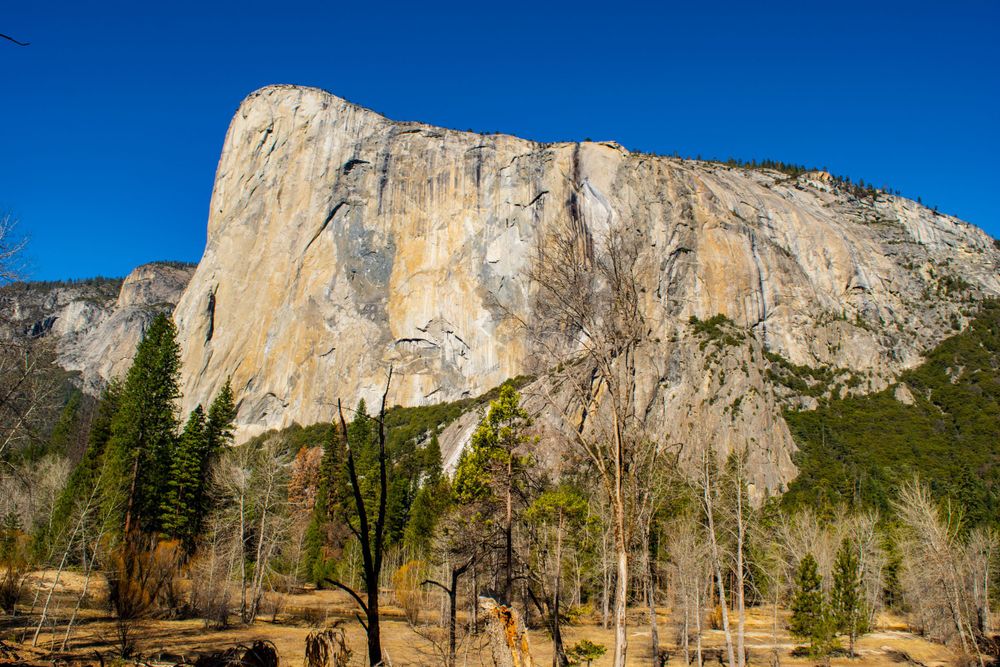 El Capitan's massive granite face rises against blue sky in Yosemite Valley.