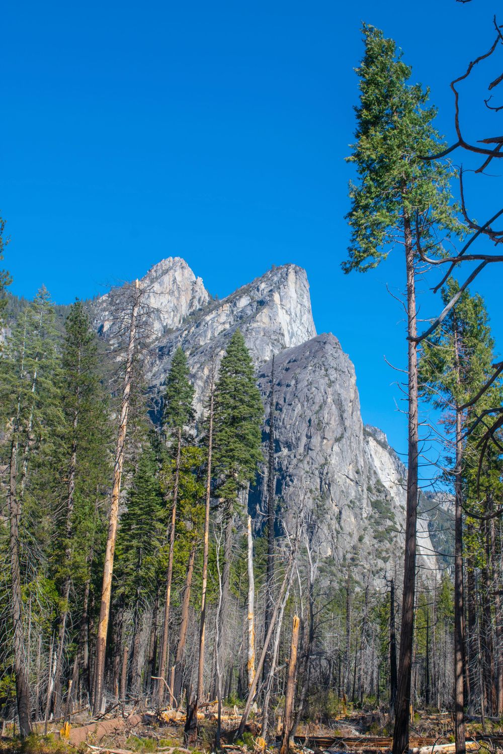 Towering granite peaks of Cathedral Rocks rise above pine forests in Yosemite National Park.