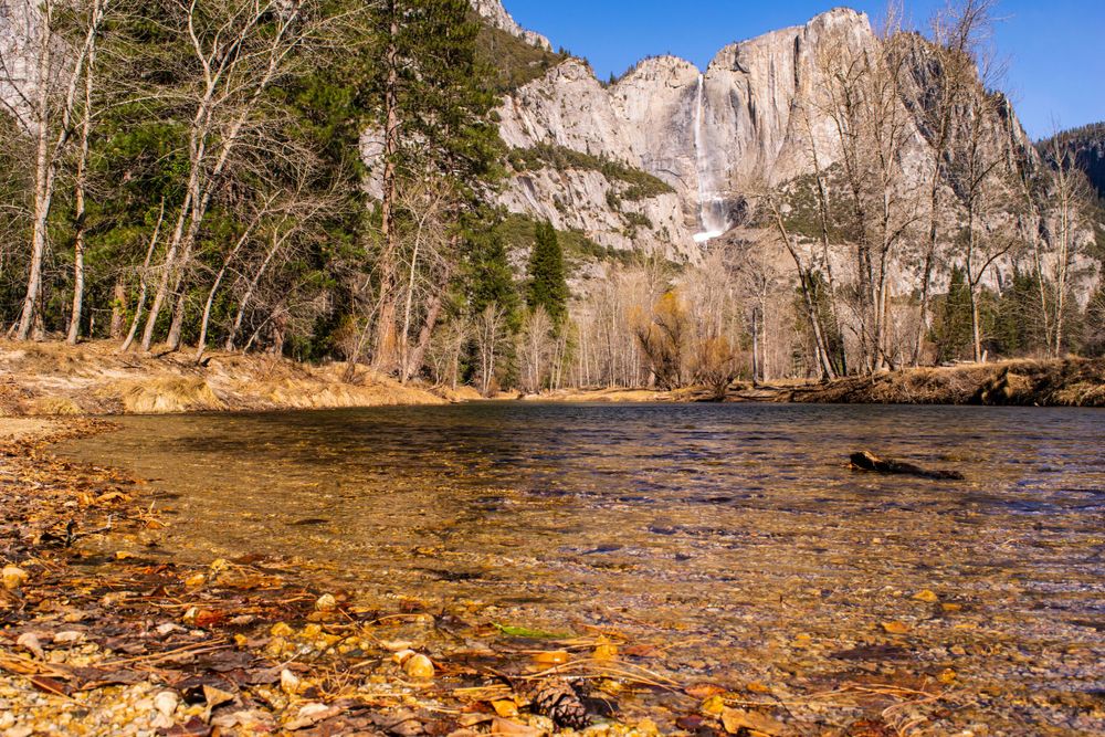 Autumn leaves line the banks of Merced River with Yosemite Falls in background.