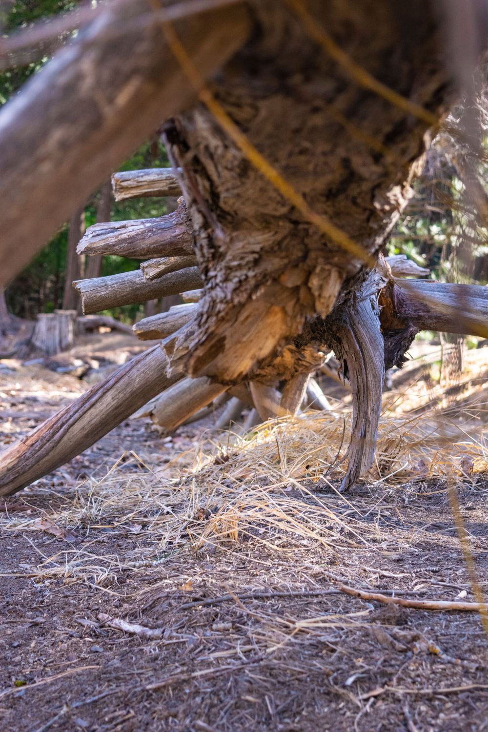 Close-up of weathered fallen tree trunk on forest floor.