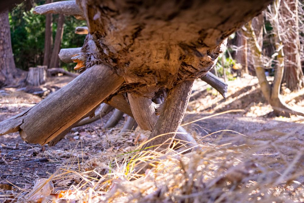 Detail shot of gnarled tree roots and branches in sunlit forest ground.
