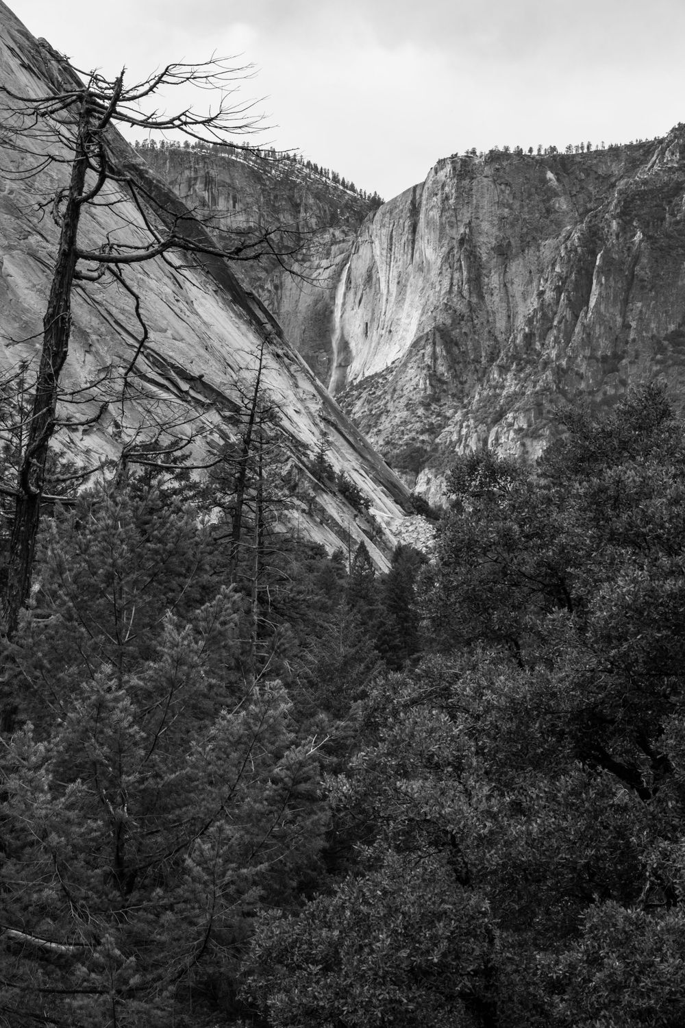 Black and white image of Yosemite Falls cascading down massive granite cliffs through dense forest.
