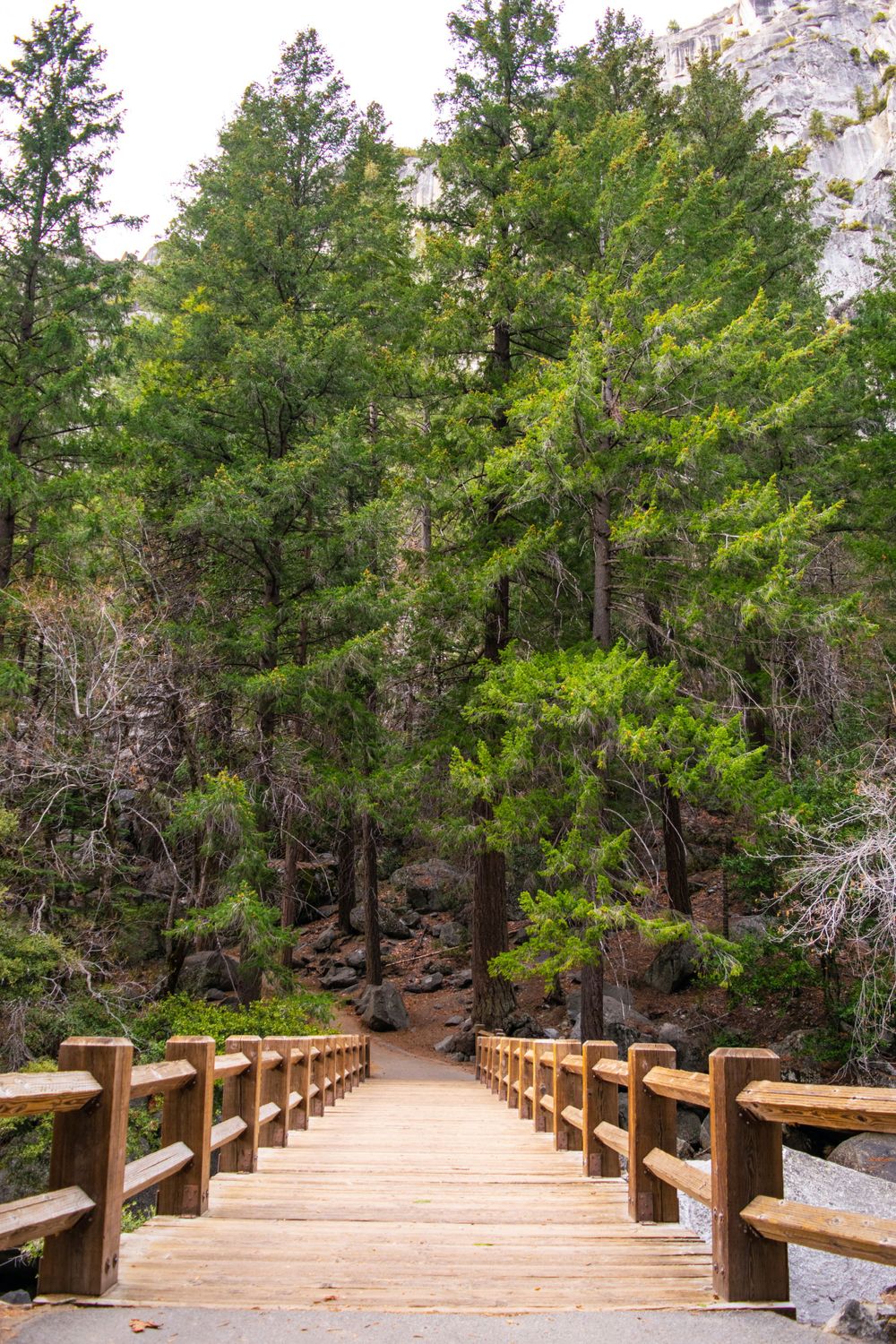 Wooden boardwalk with rustic railings leads through tall pine trees toward mountain cliffs.