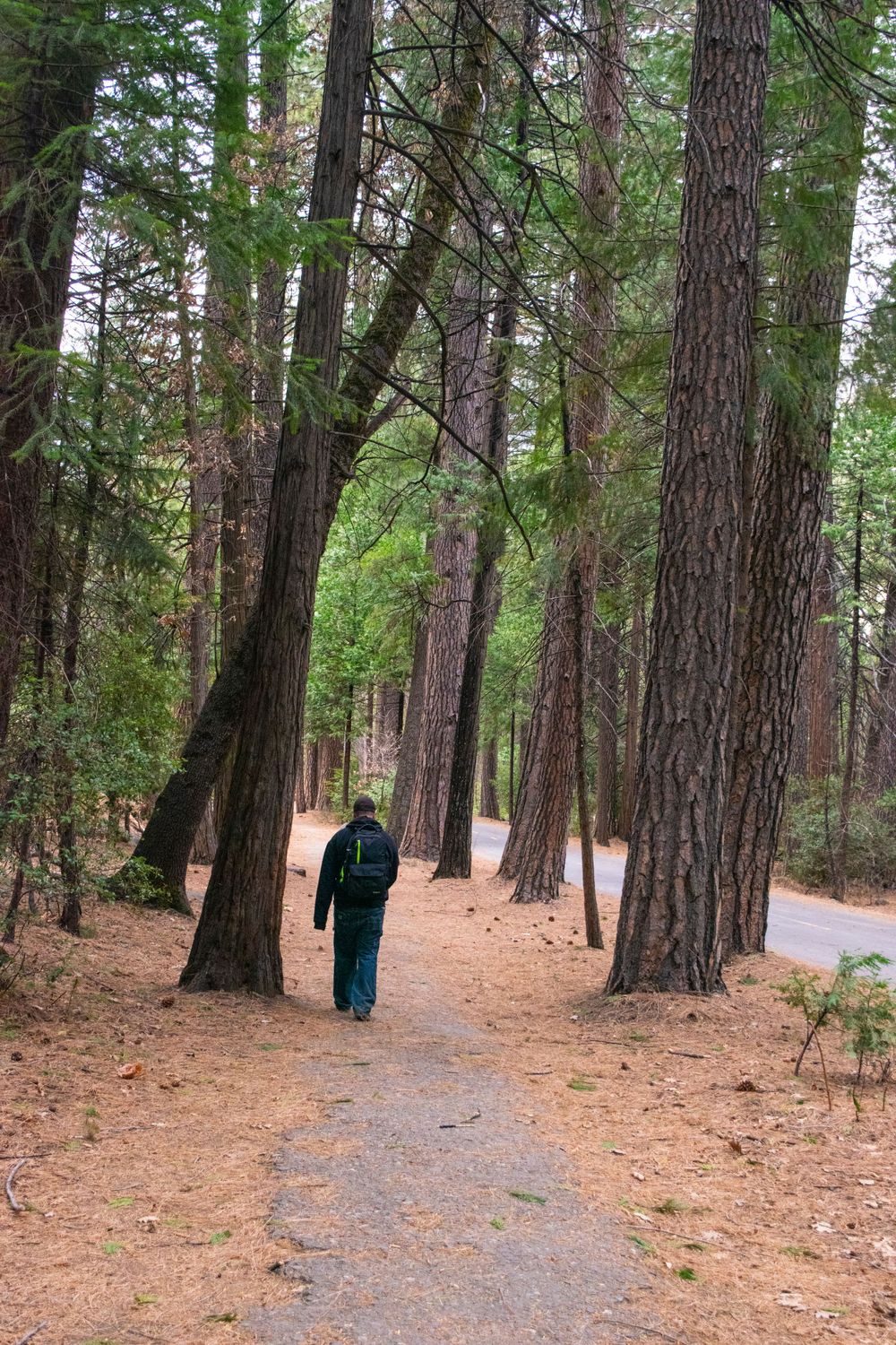 Peaceful forest trail lined with tall pine trees and scattered autumn leaves.
