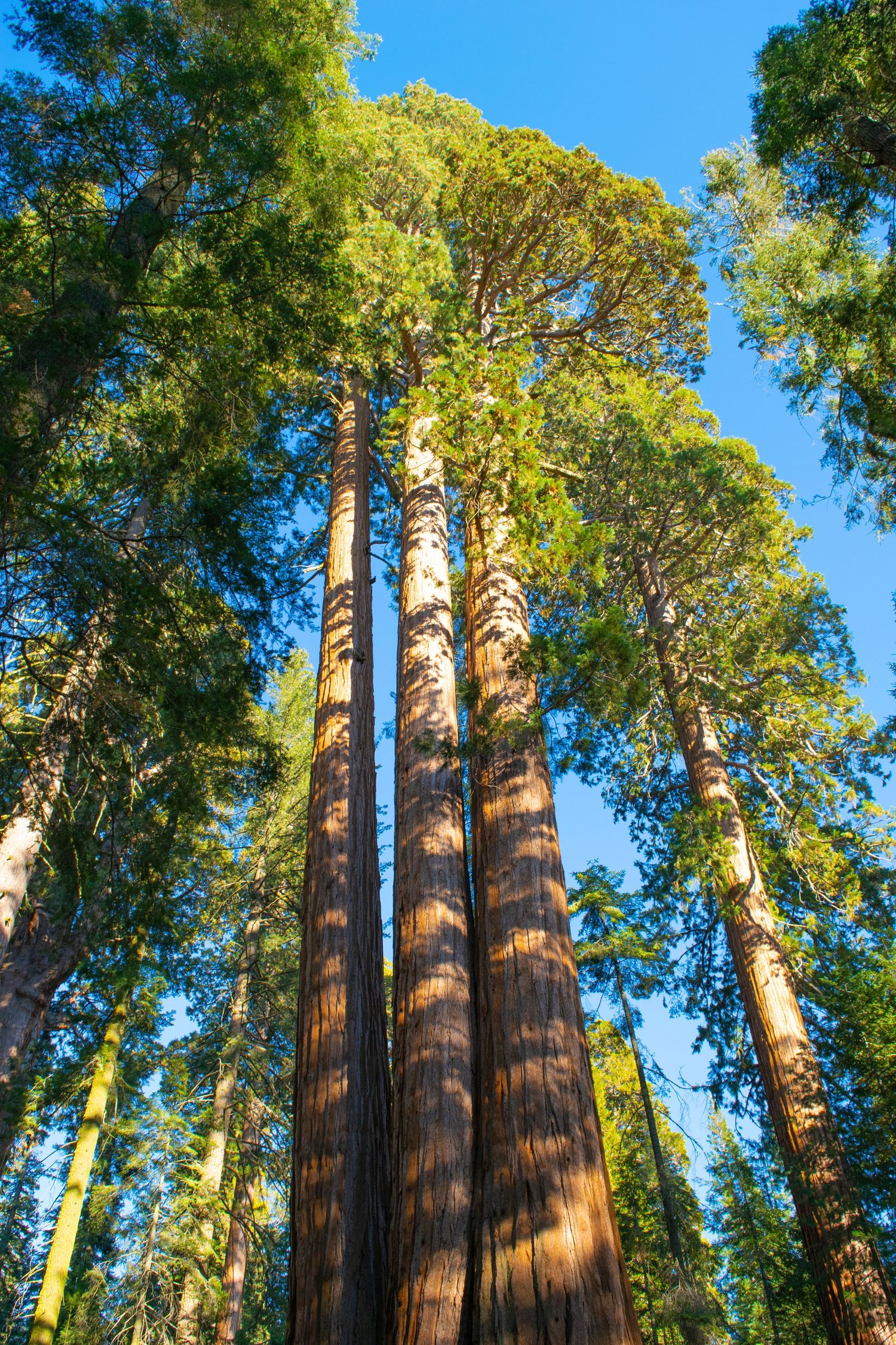 Giant sequoia trees reach towards a bright blue sky with sunlight illuminating their reddish bark.