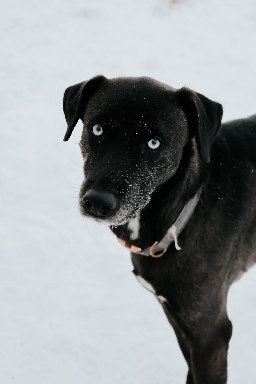 Close-up profile shots of a black dog with white patches showing different expressions against a light background.