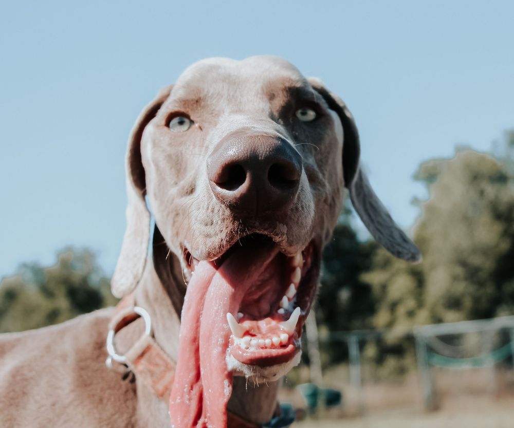 Five close-up photos of a happy Weimaraner dog showing different expressions with tongue out against outdoor backgrounds.